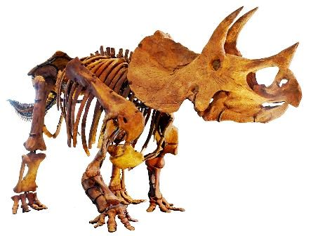 Triceratops skeleton at Los Angeles Museum of Natural History